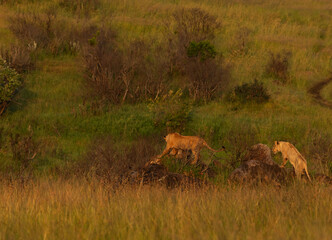 Lions of black rock pride in rocky habitats, Masai Mara, Kenya