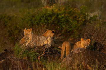 Closeup of black rock pride lions on the rock at Masai Mara, Kenya