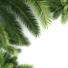 Palm tree leaves frame with fresh green foliage on white background