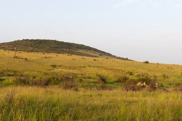Lions of black rock pride relaxinf on a rock at Masai Mara, Kenya