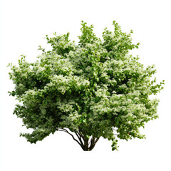 Flowering bush with green leaves and white blossoms in spring