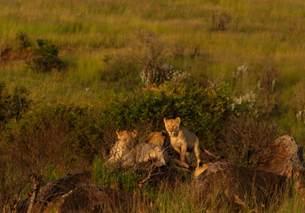 Lions of black rock pride on. the rock, Masai Mara, Kenya