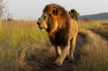 Closeup of a male lion of black rock pride walking, Masai Mara, Kenya