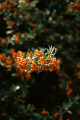 Close-up of vibrant orange berries on a green shrub in Chiswick, West London, with a blurred background in summer sunlight.