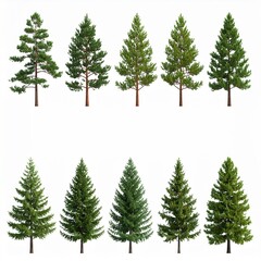 Obraz premium Pine and Fir trees, various types, isolated