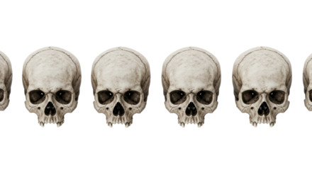 Six weathered human skulls with intricate bone textures and natural discoloration, precisely arranged horizontally on a pristine transparent plain with no shadows under diffused studio light,