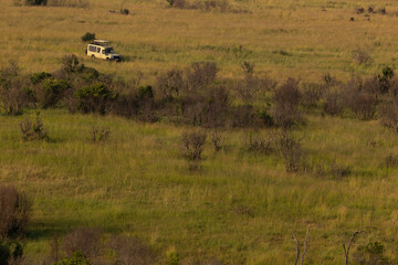 A Toursts vehicle looking for black rock pride lions at Masai Mara National Reserve