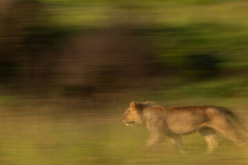 A motion blur image of subadult lion walking at Masai Mara, Kenya