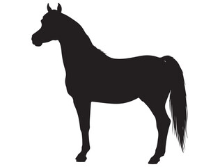 ARABIAN HORSE SILHOUETTE 