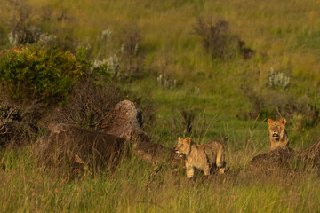 A pair of lion on the rock of black rock pride, Masai Mara, Kenya