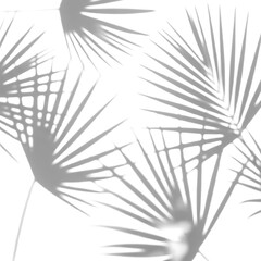 Obraz premium Multiple, overlapping, diffused, and gently blurred palm leaf shadows on a pristine transparent background, presented in a minimalist studio setting with soft top-down lighting, creating a serene
