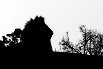 Naklejka premium Closeup of a male lionrelaxing on rock at Masai Mara, Kenya