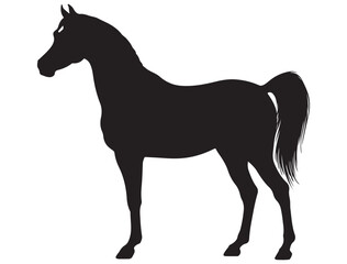 ARABIAN HORSE SILHOUETTE 