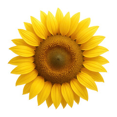 Fototapeta premium Sunflower blossom.