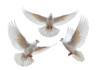 Three transparent doves with wings fully spread wide, meticulously captured mid-flight against a stark, immaculate white studio background, ultra-realistic UHD photography, concept of purity and
