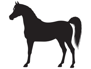 ARABIAN HORSE SILHOUETTE 