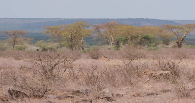 Extreme wide steadicam of a cheetah (Acinonyx jubatus) tracking prey at the savanna in kenya 