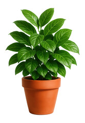 Fototapeta premium Lush green foliage of a potted houseplant in a simple pot.