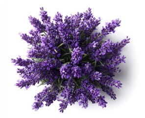 Overhead view of a lush, vibrant purple lavender bouquet, densely packed with numerous blossoms, isolated on a stark white background