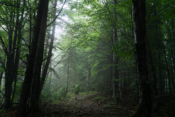 Hiker exploring a misty forest path surrounded by tall trees on a calm morning. Hiking in Carpathian Mountains. Ukraine