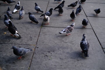 Fototapeta premium Pigeon 06