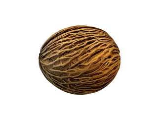Dry Pong Pong Fruit isolated on white background. Cerbera odollam.
