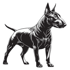 black bullterrier Silhouette Vector, High Quality Illustration on White Background