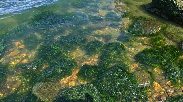 Green algae Enteromorpha (Ulva) intestinalis grow on rocks near the shore in Khadzhibey estuary