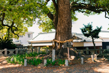 Naklejka premium shikoku, JAPAN - may 2 2025 Tenno Temple No. 79 in the Shikoku Pilgrimage