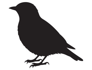 Obraz premium BLUEBIRD SILHOUETTE