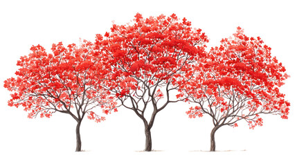 Obraz premium Hand-drawn group of 3 Gulmohar trees with bright red blossoms on transparent background