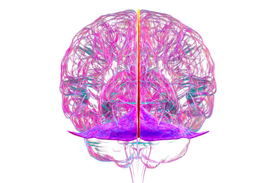 Falx cerebri and tentorium cerebelli, 3D illustration.