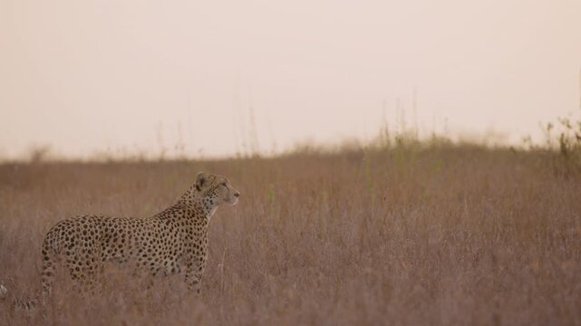 Gimbal extreme wide of a cheetah (Acinonyx jubatus) walking while scanning the savannah in kenya 