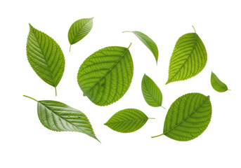 Obraz premium Several fresh, vibrant green leaves, some dewy and motion-blurred, others sharply focused, displaying distinct veining against a transparent studio background with even lighting, dynamic natural