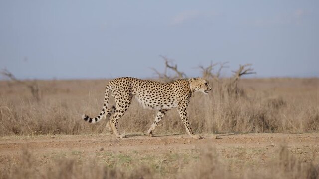 Wide gimbal tracking of collared Cheetah (Acinonyx jubatus) walking on dirt road track with dry savannah in background in evening in Kenya