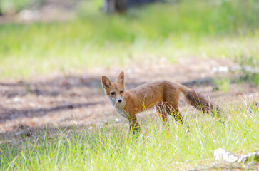 red fox vulpes