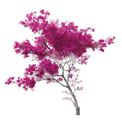 Obraz premium Minimal ink drawing of bougainvillea tree with bright magenta blossoms on transparent background