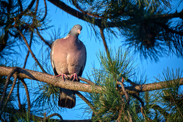Ringeltaube ( Columba palumbus ).