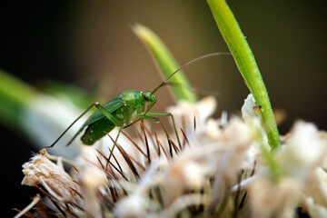 Grüne Distelwanze ( Calocoris affinis ).