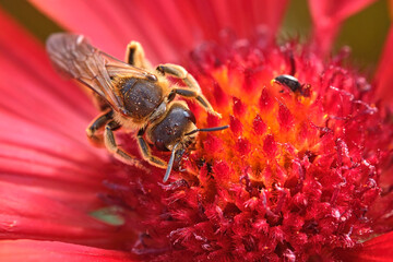Gelbbindige Furchenbiene ( Halictus scabiosae ).