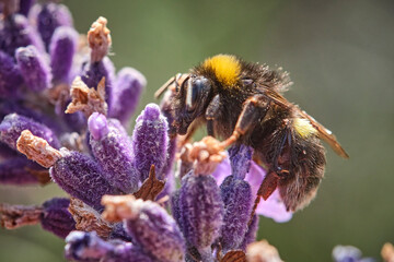 Dunkle Erdhummel ( Bombus terrestris ).