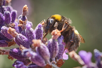 Dunkle Erdhummel ( Bombus terrestris ).