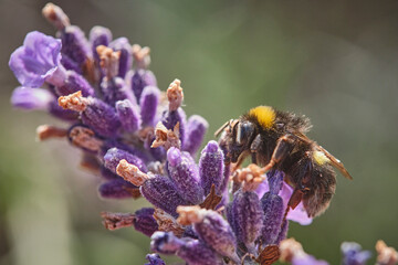 Dunkle Erdhummel ( Bombus terrestris ).