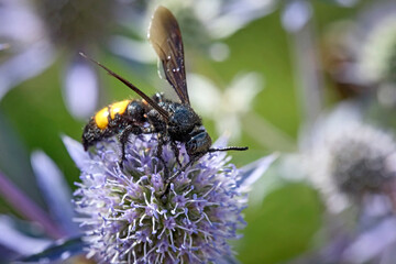 Borstige Dolchwespe ( Scolia hirta ).