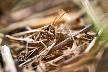 Gefleckte Keulenschrecke ( Myrmeleotettix maculatus ).