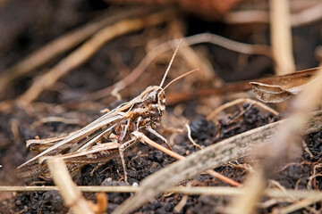 Gefleckte Keulenschrecke ( Myrmeleotettix maculatus ).