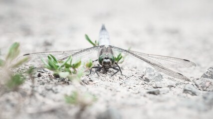Dragonfly resting on ground with wings spread in macro view