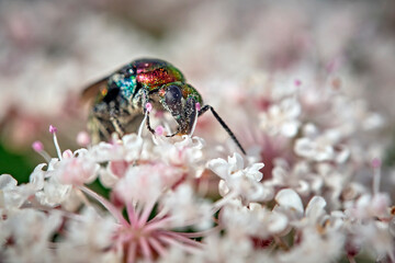 Bienenwolf-Goldwespe ( Hedychrum rutilans ).