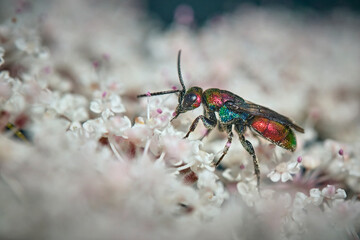 Bienenwolf-Goldwespe ( Hedychrum rutilans ).