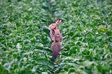 Feldhasen ( Lepus europaeus ) im Rübenfeld.